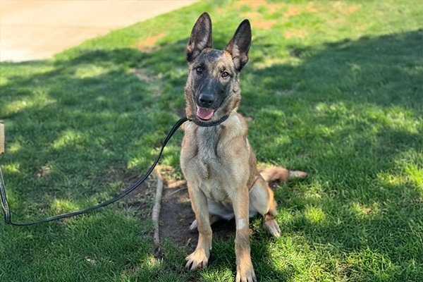 German Shepherd Puppies: Playful and Loving